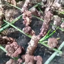 千年红马桑菌