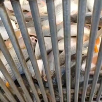 精品放钓鲤鱼大量有货配送到家