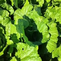 宁夏大白菜精品白菜现货大量供应产地专业代办代收保质保量