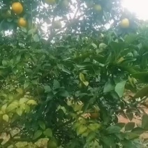 广东红江澄出来了，甜度在18有老板看上了，可以联系我