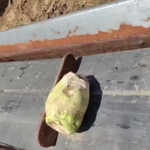 疙瘩