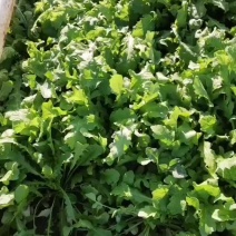 荠菜