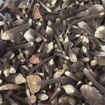 FD冻干黑皮鸡枞4级-5级，鸡枞，冻干鸡枞免洗