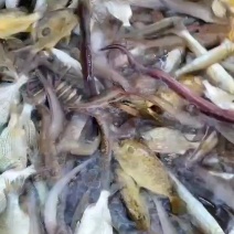 生猛杂鱼