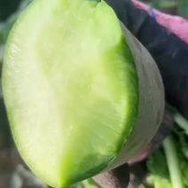 沙窝萝卜