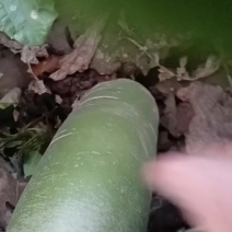 绿宝萝卜有要的说话