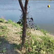 香水柠檬