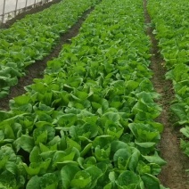 毛白菜，青菜，大量供应食堂，超市