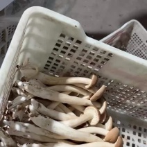 古田茶树菇
