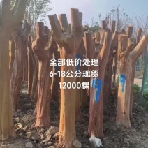 本苗场现货垃圾紫薇，低价出售5-18公分占地紫薇，基地直