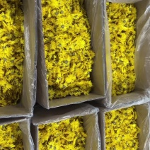 金丝皇菊