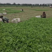 蒲公英基地，婆婆丁鲜菜现挖现发，量大优惠，需要的客商联系