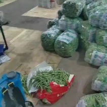 专业电商货到精品无筋豆偏豆小金豆白豆大量上市需要的老板随