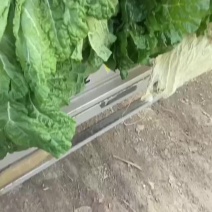 大白菜