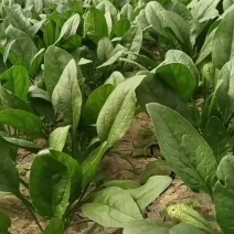滑县菠菜-大叶菠菜大量有货代发全国市场规格齐全欢迎联系