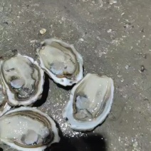 三倍体统货