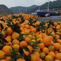 湖北产地小叶蜜桔现采现发。皮薄汁多，醇甜爽口。