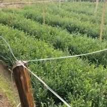 南方红豆杉，货源充足，量大从优可视频欢迎采购