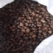 老树山茶籽出油率高，诚信商家质量可靠请电话联系