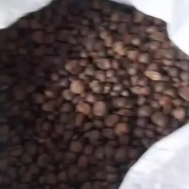 大量供应老山茶，诚信商家，出油率高油质好