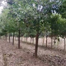 10公分黑土田苗香樟，无底根，存活率高，退林还耕，价格优