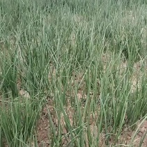 河西二红半高庄，洋葱苗大量批发，品种纯正，欢迎选购。