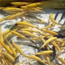 虹鳟鱼