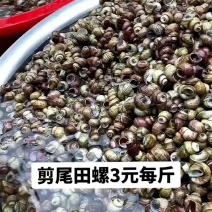 剪尾田螺3元每斤。包邮到家，农村新鲜小田螺泥螺小泥螺螺蛳