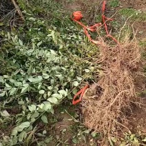 大果药用扦插连翘苗