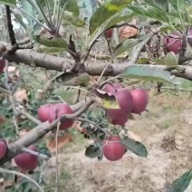 苹果