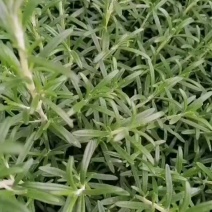 新鲜迷迭香大量供应。每天供应3~5吨。支持一键代发。