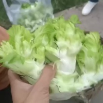 儿菜大量上市欢迎选购