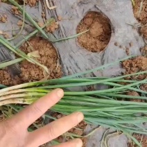 小葱香葱黑葱标准葱四季不断货