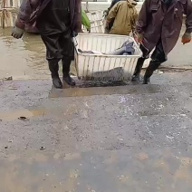 青鱼，长年供应各种大小规格的青鱼，诚信经营，量大从优
