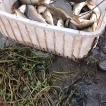 稞鲤。大量供应稞鲤.保证质量.诚信经营.可送鱼上门