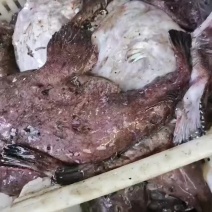 新鲜海捕深海大嘴安康鱼结巴鱼祛脏留肚肝产地批发