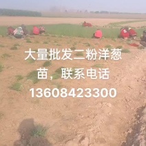 大量批发二红洋葱苗，纯度高，价格优，当天出货当天装车。
