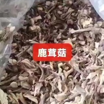 鹿茸菇干净均匀营养丰富适合所有人群食用1件10斤常年批发