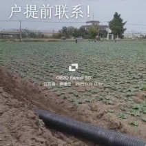 如皋黑塌菜
