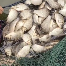 大量出售鲫鱼