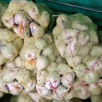芥菜疙瘩，大量现货，大小规格都有！
