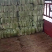 精品大白菜，万亩蔬菜基地，大量上市中，欢迎新老顾客下单，