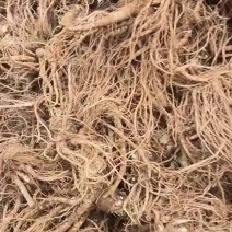 精品当归批发价格优惠