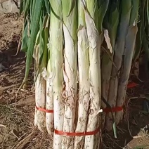 长白大葱