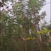 河南省太康县万亩广友园林育苗基地，黄连木6万棵.