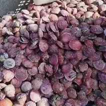 精品扇贝小红贝海湾扇贝只有开始和结束期间不断货
