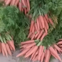 开封红罗卜