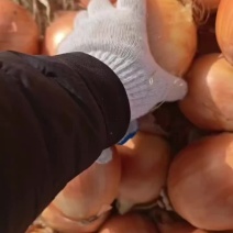 黄皮洋葱甘肃精品洋葱品质保证欢迎咨询大量