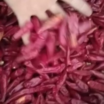精品三英椒