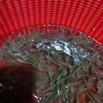 银鳕鱼苗淡水银鳕鱼大鳞鲃鱼苗银雪鱼苗团头魮锥首魮大头亮鲃